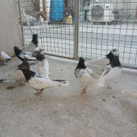 کفتر بهبهانی نر|پرنده|شیراز, شیخ علی چوپان|دیوار