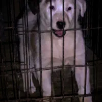 سگ سگ|سگ|بروجرد, |دیوار