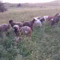 25تا شیشک شکم اول که بیشترشون زایده هستن