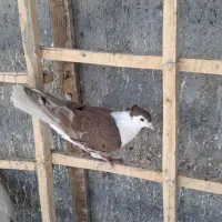 کفتر|پرنده|لنجان, |دیوار