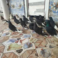 کبوتر دمسفید