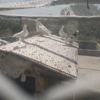 کبوتر.کفتر