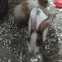 یک جفت خرگوش  دوماهه