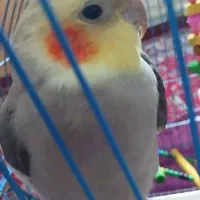 عروس هلندی نیمه اهلی