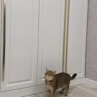 آشپزخانه ترند کمد جا کفشی کابینت