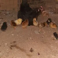 مرغ با جوجه|حیوانات مزرعه|باوی, |دیوار