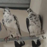 سار و سوسکی بزک