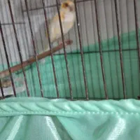 قناری خونگی و سلامت