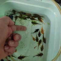 فروش لجنخوار پوزه بوته ای،فایتر،سیچلاید|ماهی|شاهین دژ, |دیوار