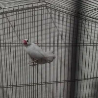 فنچ‌ نرگسی یا مصری  نر سفید