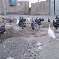 بوقلمون|حیوانات مزرعه|مرودشت, رامجرد یک|دیوار