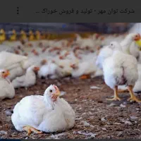 کارگر مرغداری