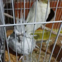 فروش عروس هلندی لوتینو،و البینو