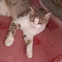 گربه خونگی رایگان