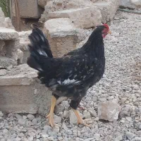 فروش خروس ومرغ محلی|حیوانات مزرعه|خورموج, |دیوار