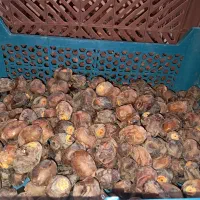 خرمای برحی