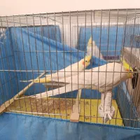 عروس هلندی گمشده|پرنده|ساوه, |دیوار