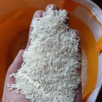 برنج طارم هاشمی درجه یک یک
