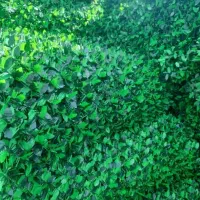 فنس چمنی و فنس برگ ریحونی تولیدی مرکزی|مصالح و تجهیزات ساختمان|کازرون, |دیوار