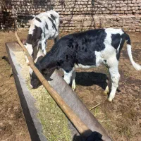 گوساله ماده