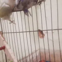 یک جفت طوطی کوتوله ۲ ملیون تومن .