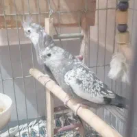 جفت عروس هلندی
