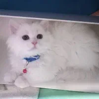 گربه نژاد پرشین اصیل