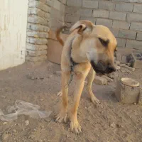 توله سرابی هیکل ۹ماهه نر موقعیت شهرستان فریمان|سگ|مشهد, نوفل لوشاتو|دیوار