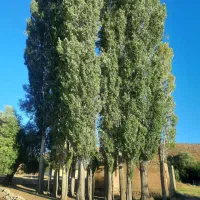 چوب صنوبر درجه یک (قیمت توافقی)|مصالح و تجهیزات ساختمان|فریدونشهر, |دیوار