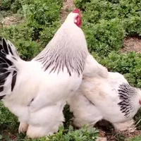 تخم مرغ نطفه دار برهما