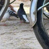 کبوتر دم سفید|پرنده|سوسنگرد, |دیوار