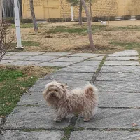 سگ گمشده