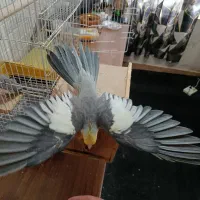 جفت عروس هلندی نزدیک تخم