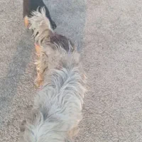 سگ پیدا شده|حیوانات|تهران, فلاح|دیوار