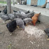 پیلیموت راک 4ماهه