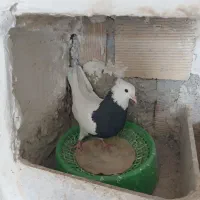 فروش طوقی|پرنده|دهدشت, |دیوار