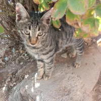 گربه رایگان|گربه|تربت‌حیدریه, بالا ولایت|دیوار