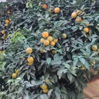 فروش نارنج پرآب