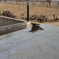 سگ ژرمن