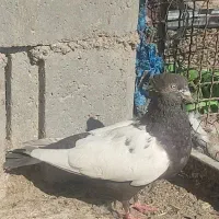 سینه قهوه ای ماده|پرنده|بختگان, |دیوار