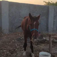 اسب اصیل عرب