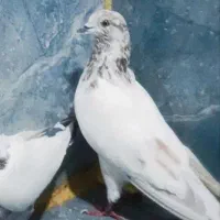 کبوتر غریب|پرنده|مریوان, |دیوار