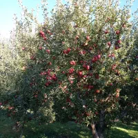 هرس زنی درخت سیب|خدمات باغبانی و درختکاری|میاندوآب, |دیوار