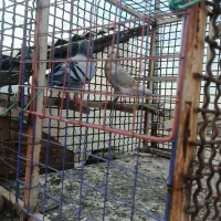 کبوتر صید|پرنده|مشهد, محمدآباد|دیوار