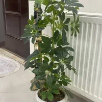 یک عدد درختچه مصنوعی کاملا سالم