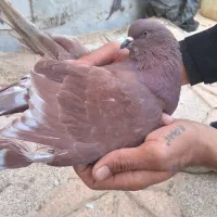 کبوترپرشیگرو.سرخ.سبز.|پرنده|برخوار, |دیوار