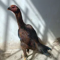 مرغ لاری نصلی|حیوانات مزرعه|مشهد, امیریه|دیوار