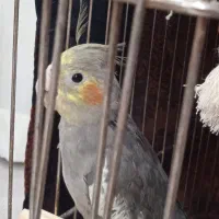 یک عروس هلندی