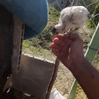جوجه ۱ ماهه ۶۰