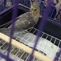 طوطی عروس نر